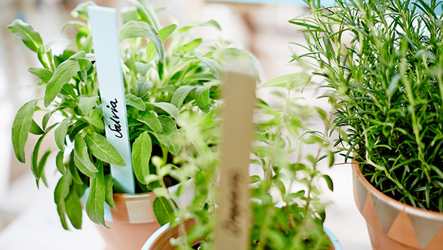 Les épingles à cheveux de Måla